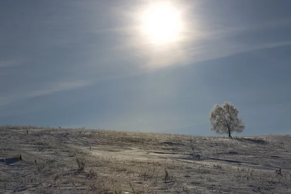 Árbol de invierno. Solo árbol congelado en el campo nevado de invierno . —  Fotos de Stock