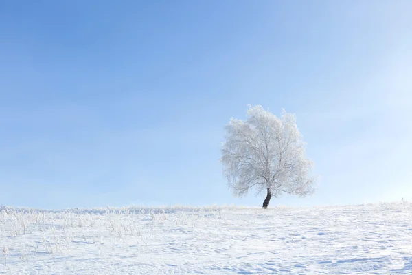 Bulutsuz güneşli sabah alanda yalnız ağaç. — Stok fotoğraf