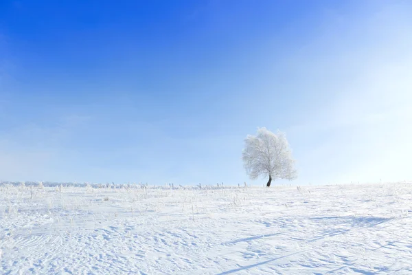 Sozinha árvore congelada no inverno campo nevado — Fotografia de Stock