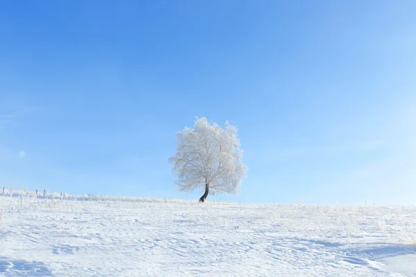 Paisagem de inverno com árvore solitária e campo de neve — Fotografia de Stock