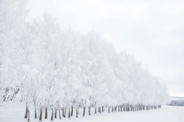 在白雪皑皑的丛林黑人和白人的白桦树 — 图库照片