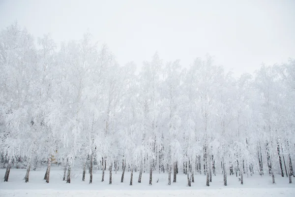 在白雪皑皑的丛林黑人和白人的白桦树 — 图库照片