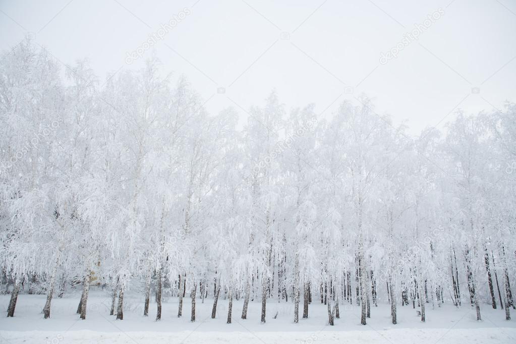Birch trees in a snowy forest black and white