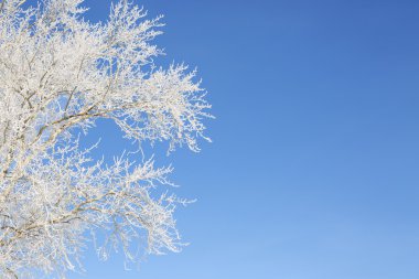 Frost'un üzerinde bir ağaç dalları