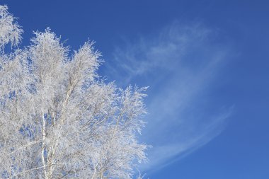 Kış çerçeve. Beyaz donmuş ağaçlar ve mavi gökyüzü.