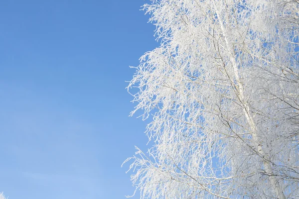 Bel hiver blanc enneigé avec neige sur les branches des arbres — Photo