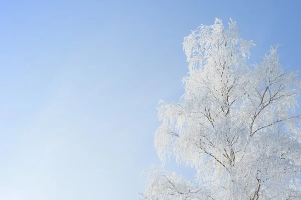 Photo de paysage d'arbres recouverts de neige fraîche — Photo