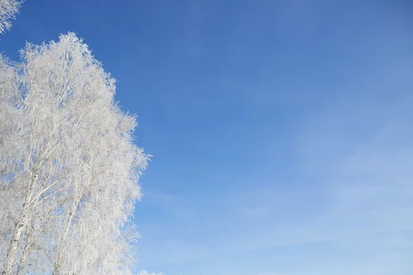 Branche d'un arbre dans la neige contre le ciel bleu — Photo