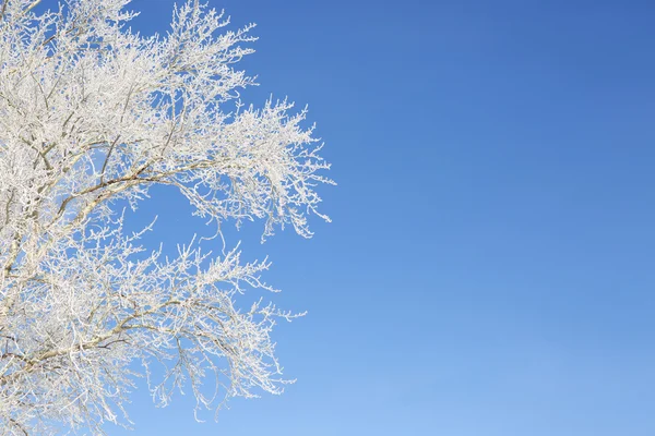 木の枝に霜 — ストック写真