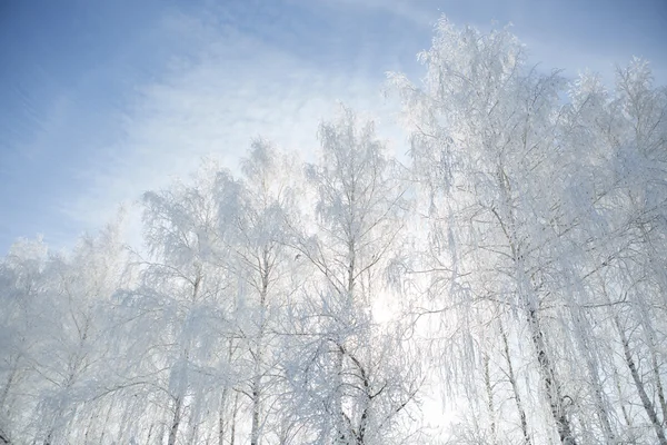 Winterpark im Schnee — Stockfoto