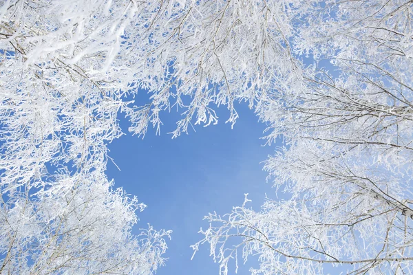 Gros plan des branches gelées et du ciel bleu . — Photo