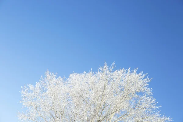 Gros plan des branches gelées et du ciel bleu . — Photo