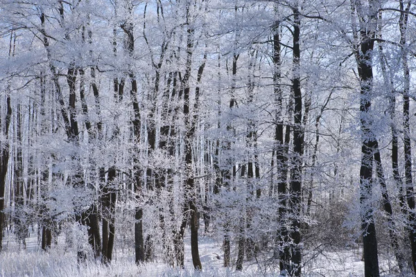 Frozen trees and branches — Stock Photo, Image