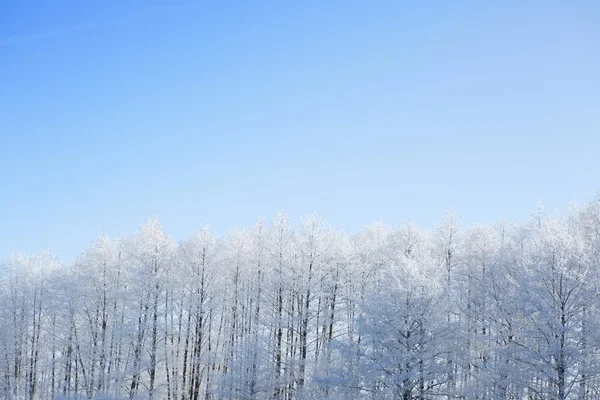Frozen trees and branches — Stock Photo, Image