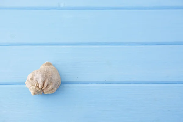 Big seashell lying on a wooden background — Stock Photo, Image