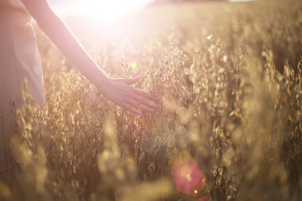 Mano borrosa tocando espigas de trigo al atardecer — Foto de Stock