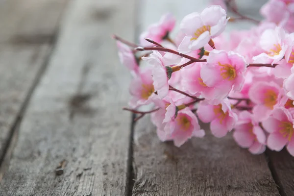 Fleur de cerisier de printemps — Photo