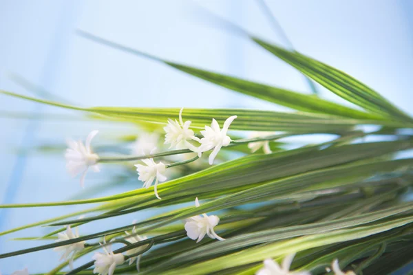 Hvite blomster og knopper på trebakgrunn – stockfoto