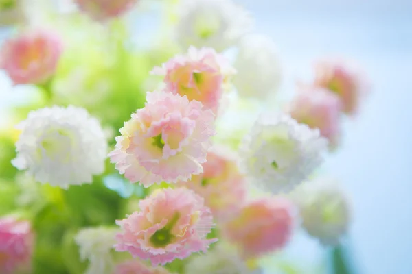 Vista de close-up de belo buquê suave fresco rosa — Fotografia de Stock