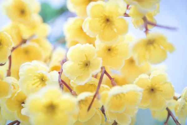 Gold leaf, sakura. Spring Blossom flowers — Stock Photo, Image