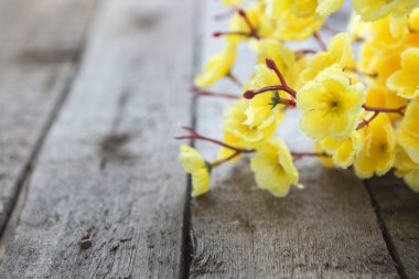Altın varak, sakura. Bahar çiçeği çiçek
