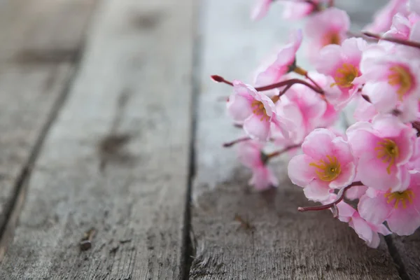 Spring cherry blossom — Stock Photo, Image