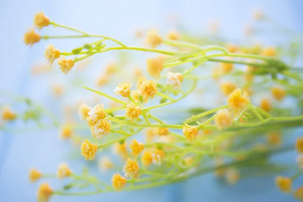 Frühlingsblumen auf dem Holztisch. Muttertag oder Ostern — Stockfoto