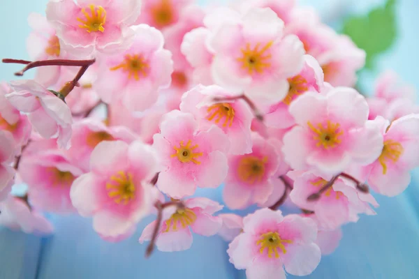Fleur de cerisier de printemps — Photo