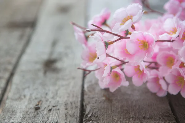 Fleur de cerisier de printemps — Photo