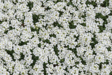 veronica, yakın çekim halı beyaz çiçekler