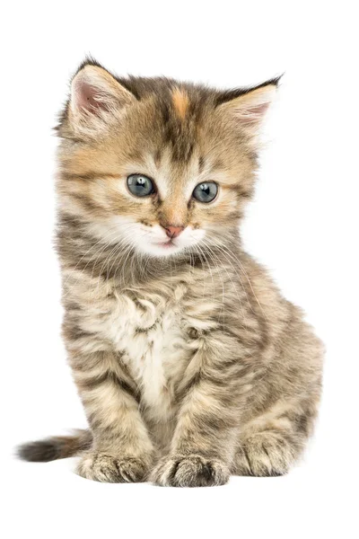 Gatinho listrado sentado com espanto olha para o lado para baixo — Fotografia de Stock