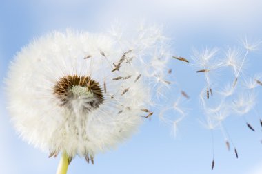 Dandelion seeds closeup