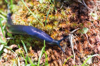 büyük mor salyangoz