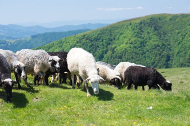 Ukrayna Karpatlar eteklerinde otlatma koyun