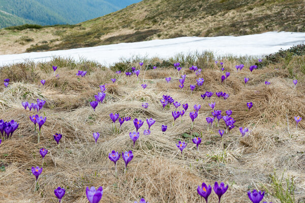 Крокусы Украинских Карпат
