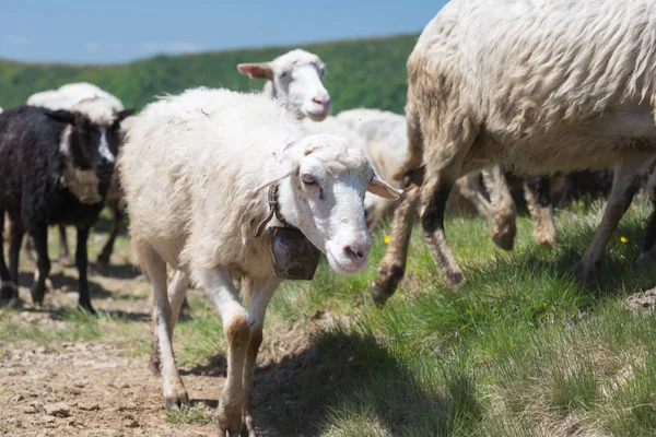 Owce pasące się na stokach Karpat ukraińskich — Zdjęcie stockowe