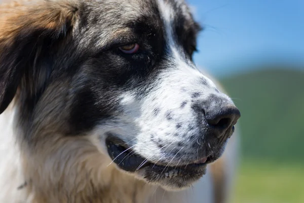 (画像で頭がただの羊を守る犬) — ストック写真