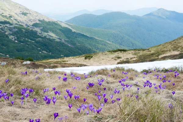 Crocuses in the Ukrainian Carpathians Royalty Free Stock Photos