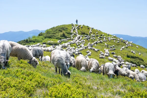 Sheep grazing on the slopes of Ukrainian Carpathians Royalty Free Stock Images
