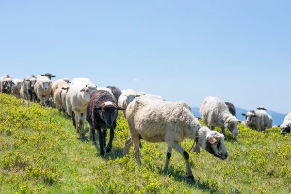 Sheep grazing on the slopes of Ukrainian Carpathians Stock Picture