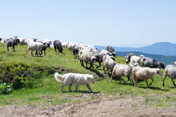 The dog protects sheep that graze on the slopes of Ukrainian Car Stock Photo