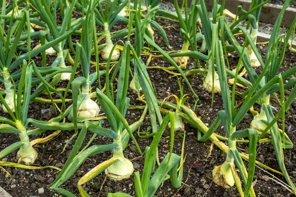 Cipolle verdi che crescono in giardino — Foto Stock