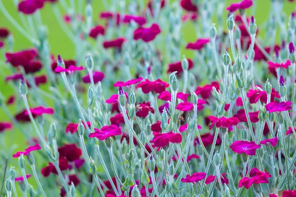 Hermosas flores en el jardín —  Fotos de Stock