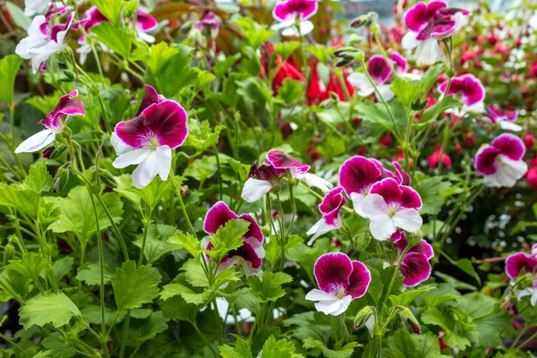 Bellissimi fiori di geranio bianchi e viola in giardino — Foto Stock