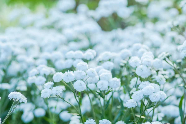 Schöne Blumen im Garten — Stockfoto