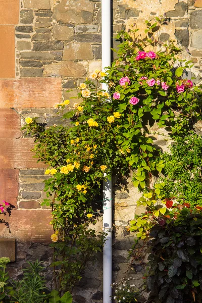 A house with pink and yellow climbing roses — Stock Photo, Image