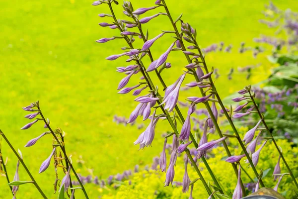 Bellissimi fiori di hosta in fiore nel giardino — Foto Stock