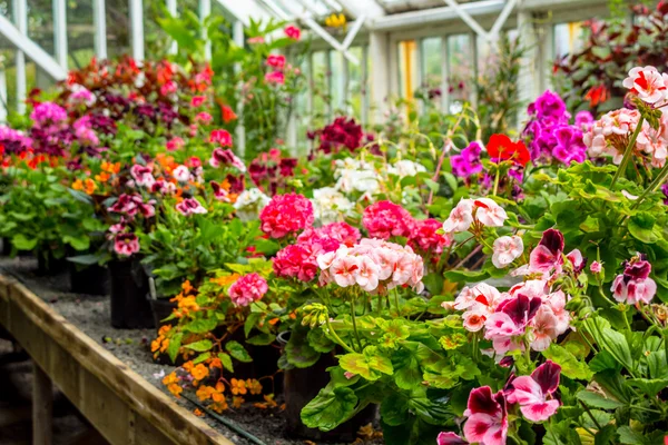 Esposizione di fiori di geranio nella serra, da vicino — Foto Stock