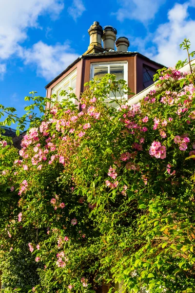 Una casa con rosas trepadoras rosadas — Foto de Stock