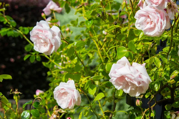 Schöner rosa Rosengarten — Stockfoto